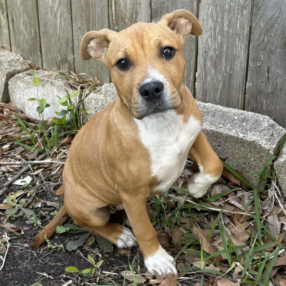 Enlarge Kaiva, a Adoptable mixed breed in Houston, TX image 2/3