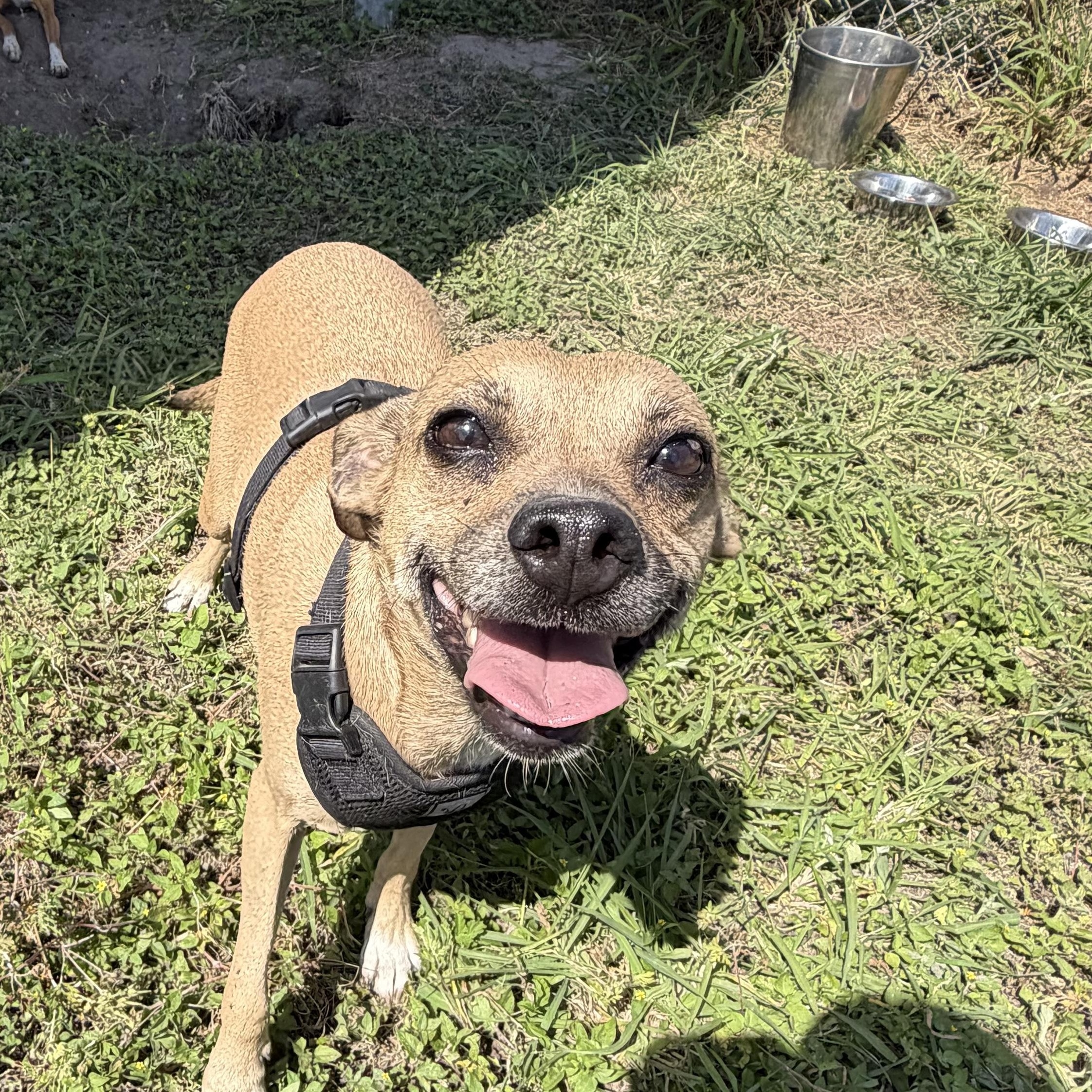 Enlarge Princess, a ADOPTABLE mixed breed in Aransas Pass, TX image 2/2