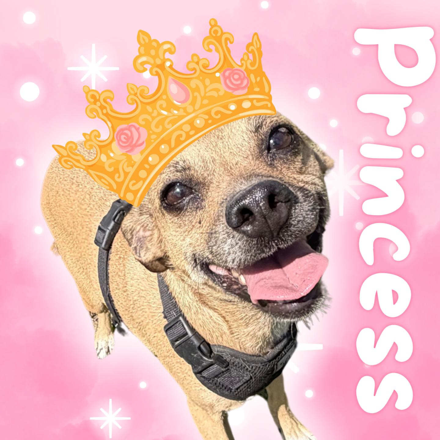 Enlarge Princess, a ADOPTABLE mixed breed in Aransas Pass, TX image 1/2