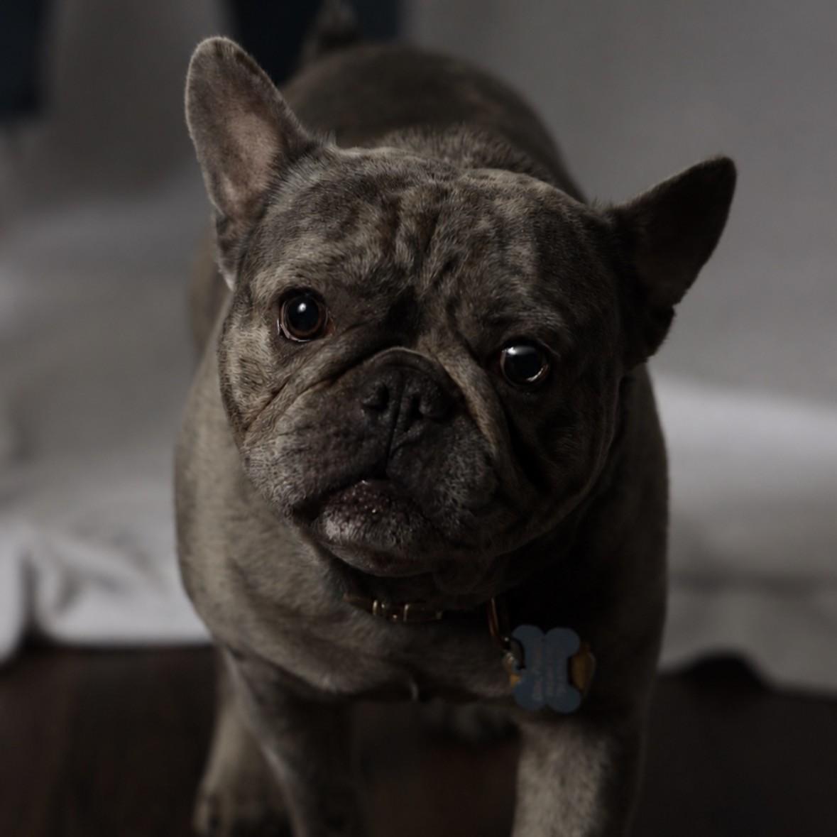 Bleu, ADOPTABLE, Adult Male French Bulldog.