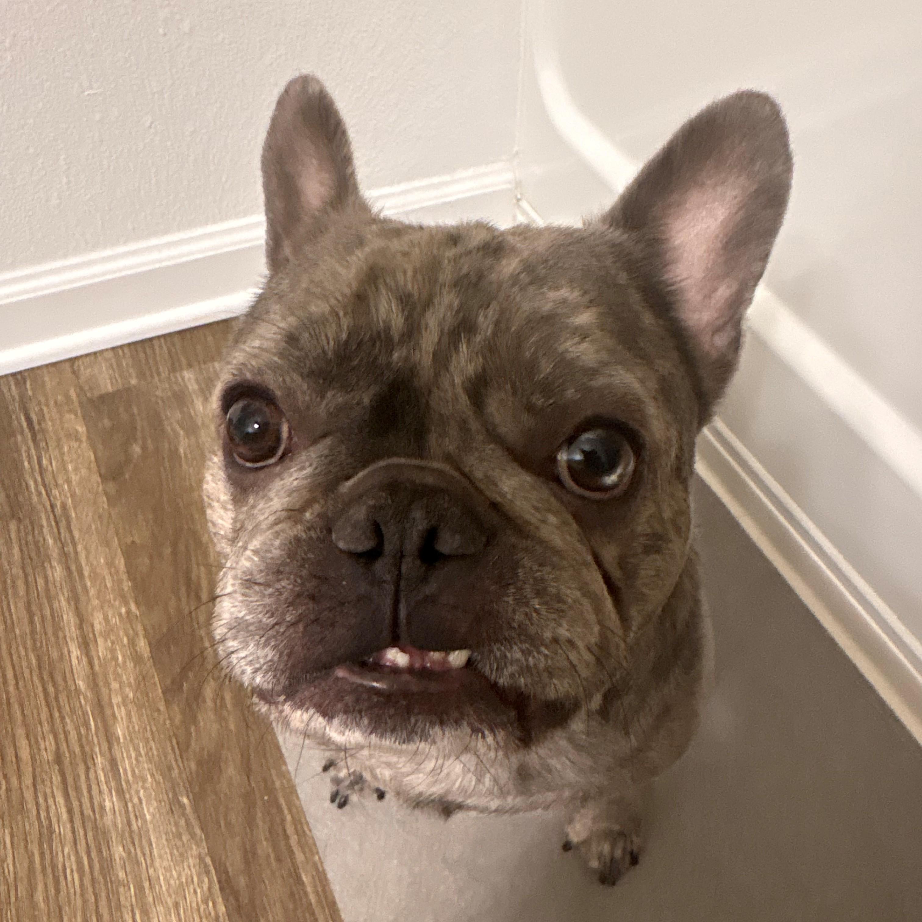 Enlarge Bleu, a ADOPTABLE French Bulldog in Eustis, FL image 2/2