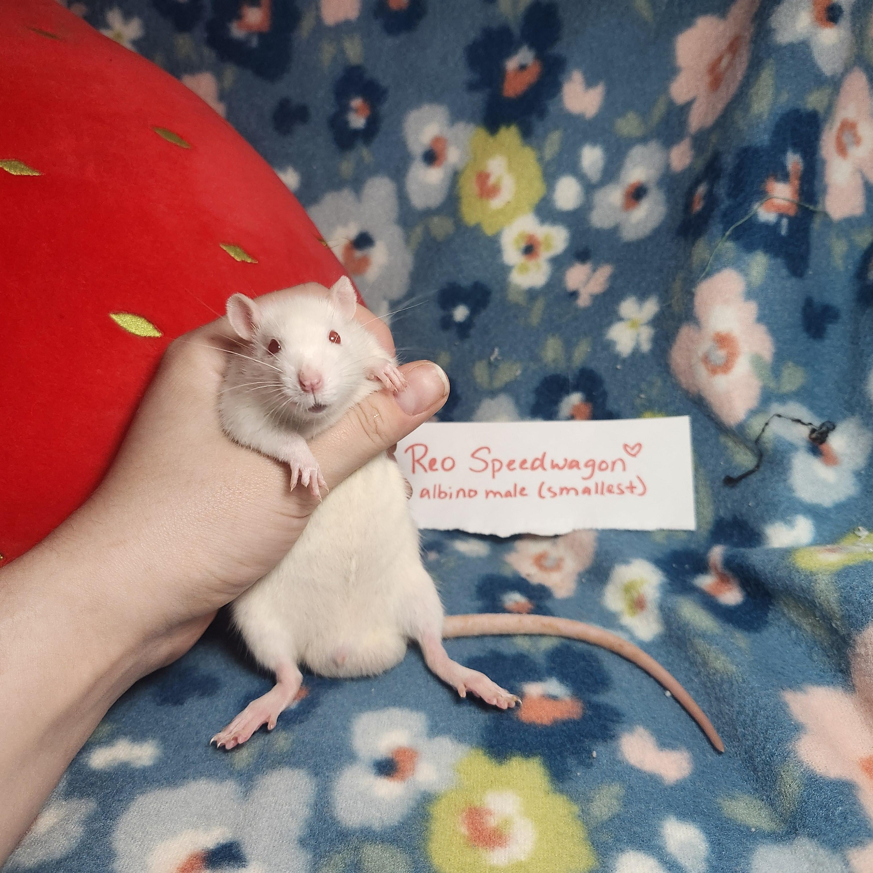 Retro Rock Rats (Group 1), a ADOPTABLE Rat in West Chester, OH image 2/5
