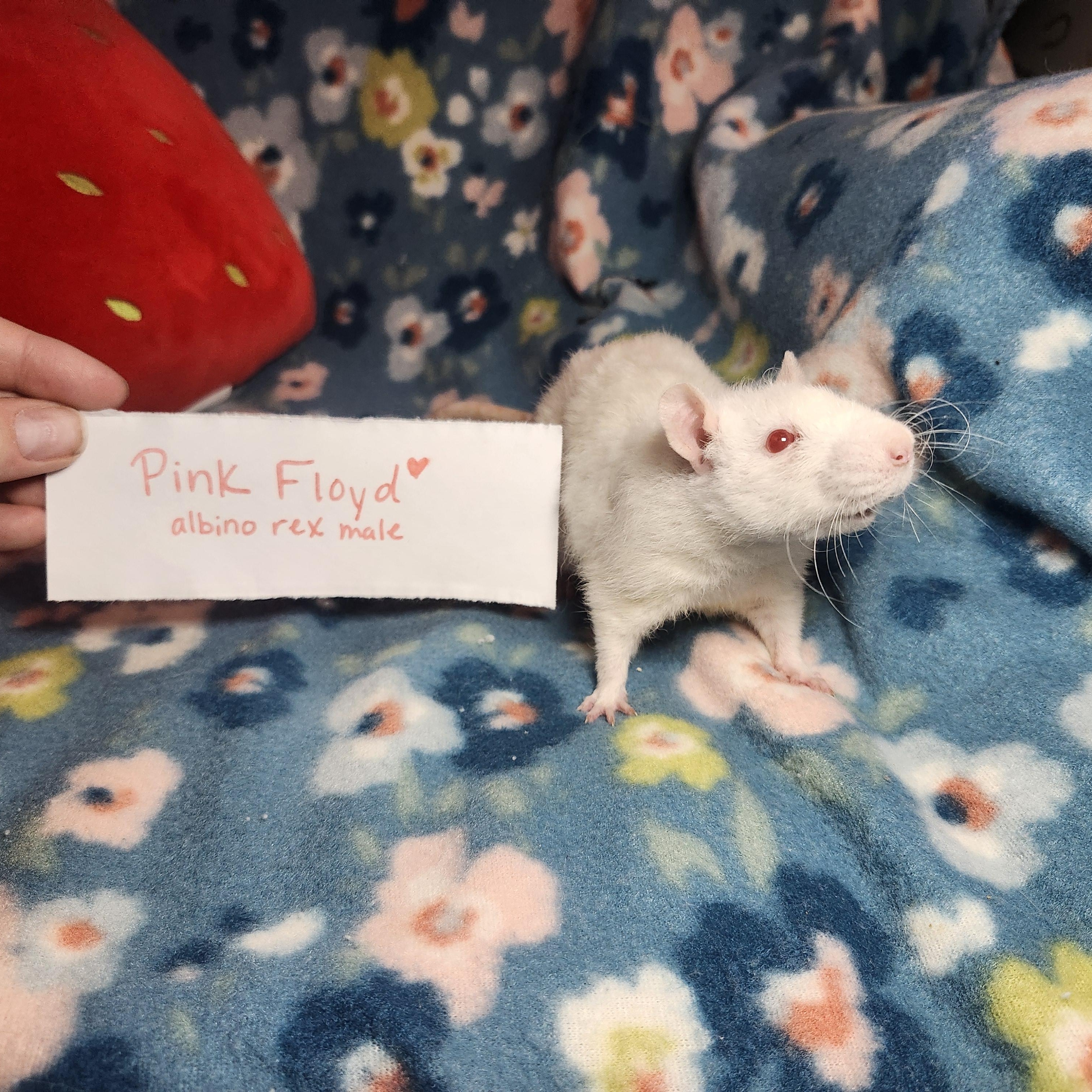 Retro Rock Rats (Group 1), a ADOPTABLE Rat in West Chester, OH image 3/5