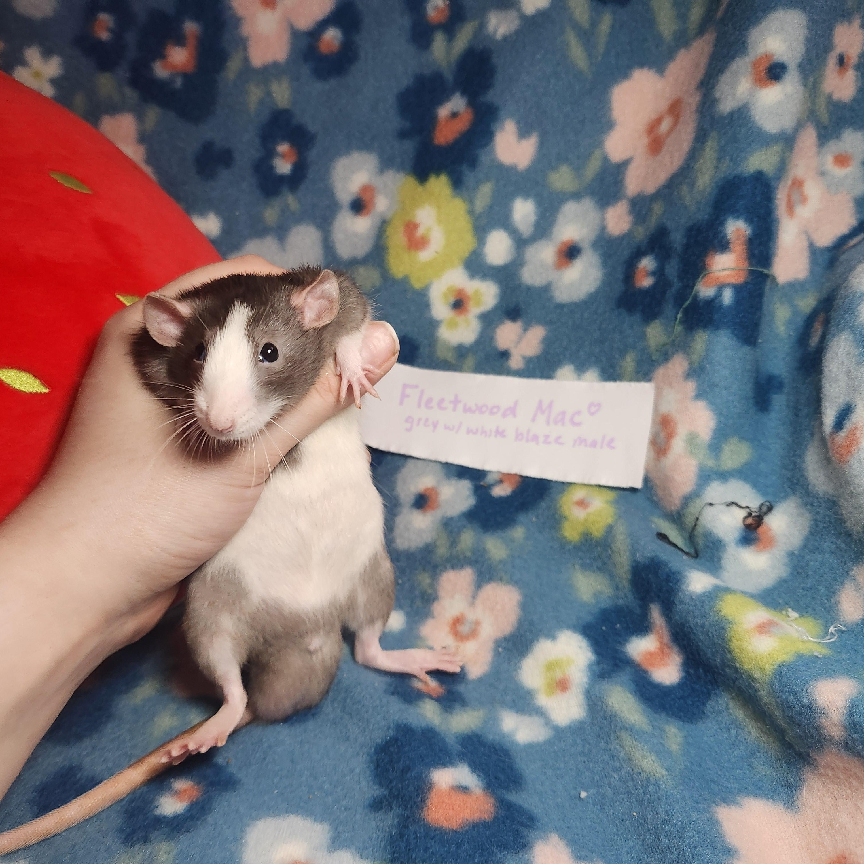 Retro Rock Rats (Group 1), ADOPTABLE, Young Male Rat.