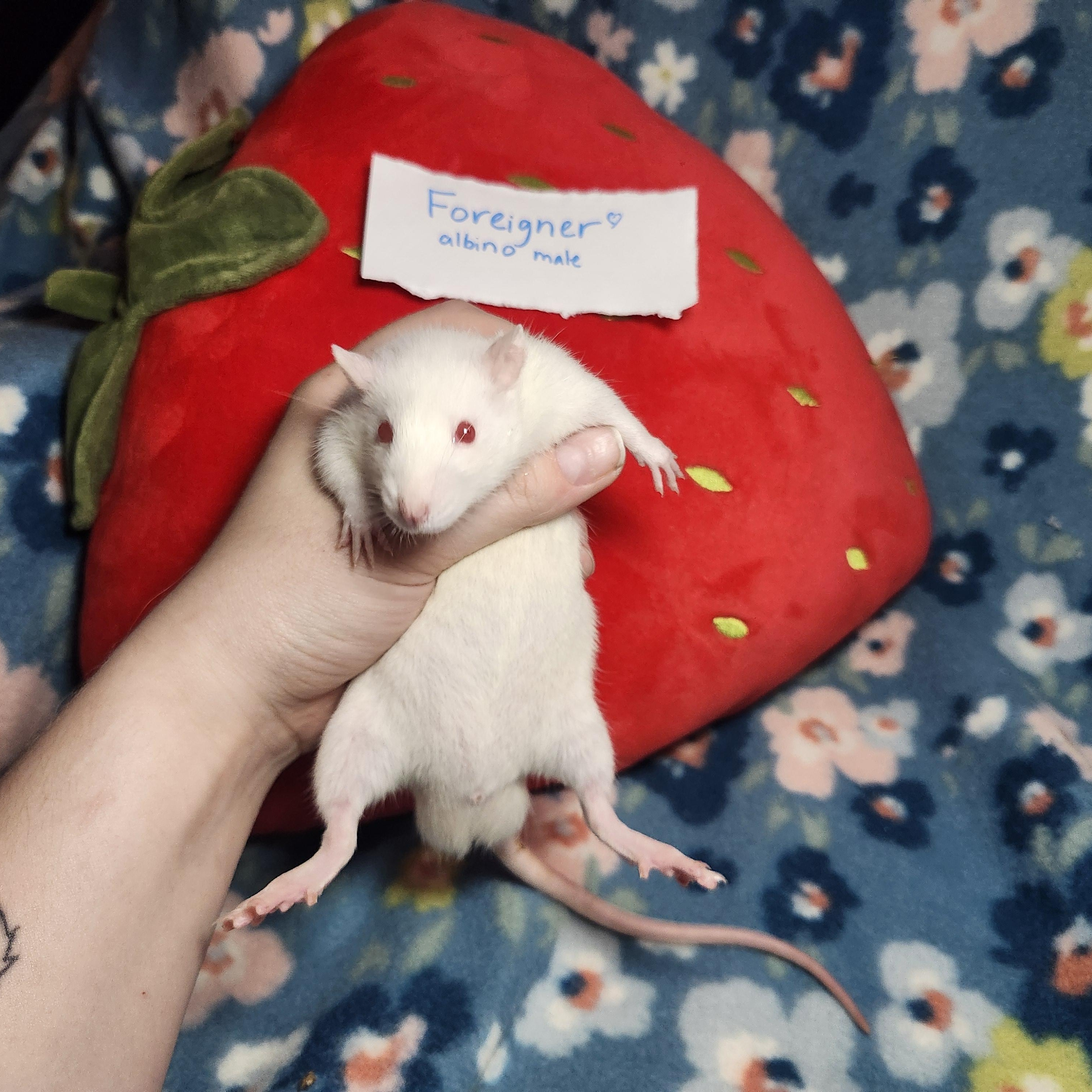 Retro Rock Rats (Group 1), a ADOPTABLE Rat in West Chester, OH image 5/5