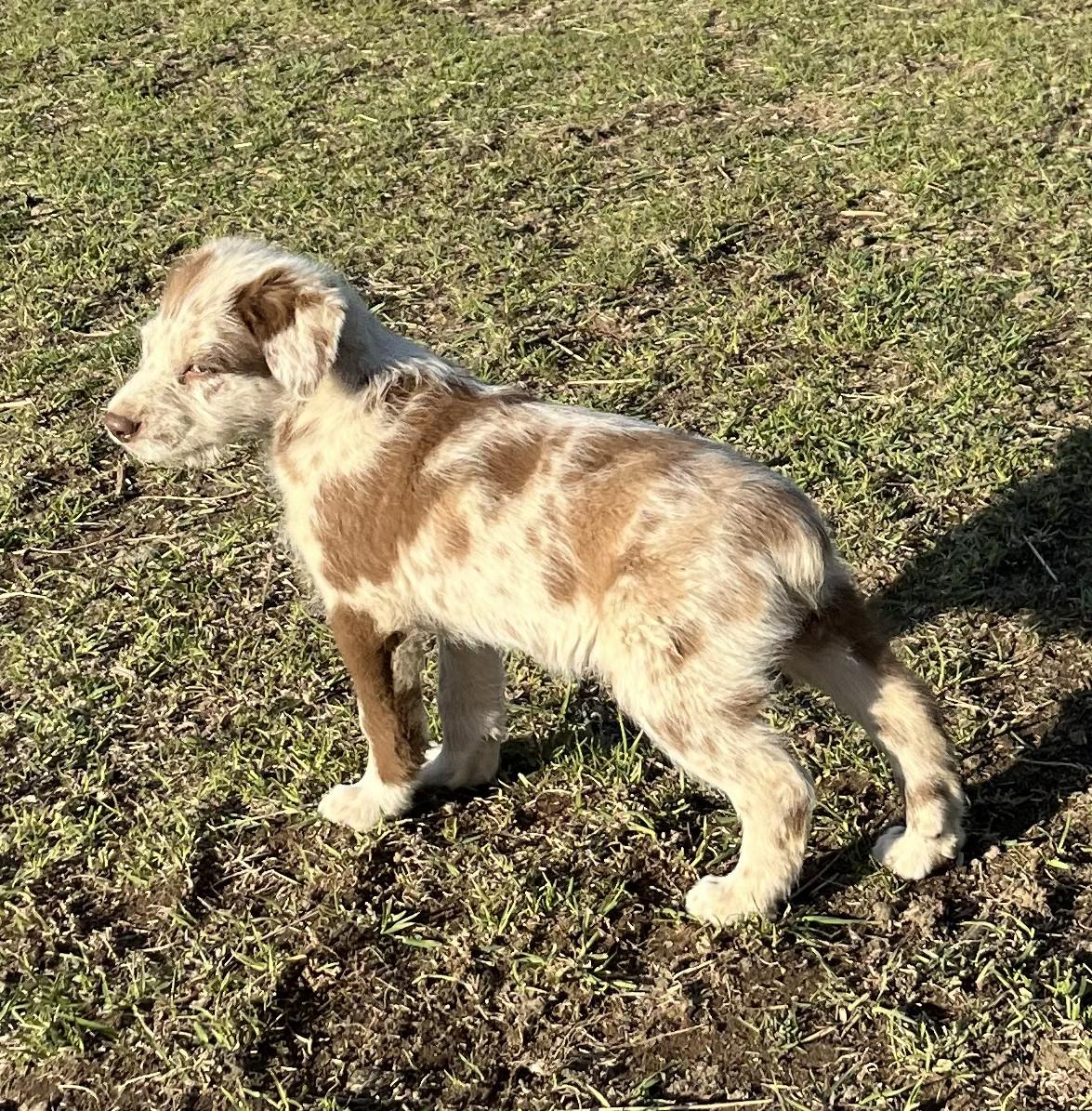 Enlarge Roper, a ADOPTABLE mixed breed in Bend, OR image 4/4