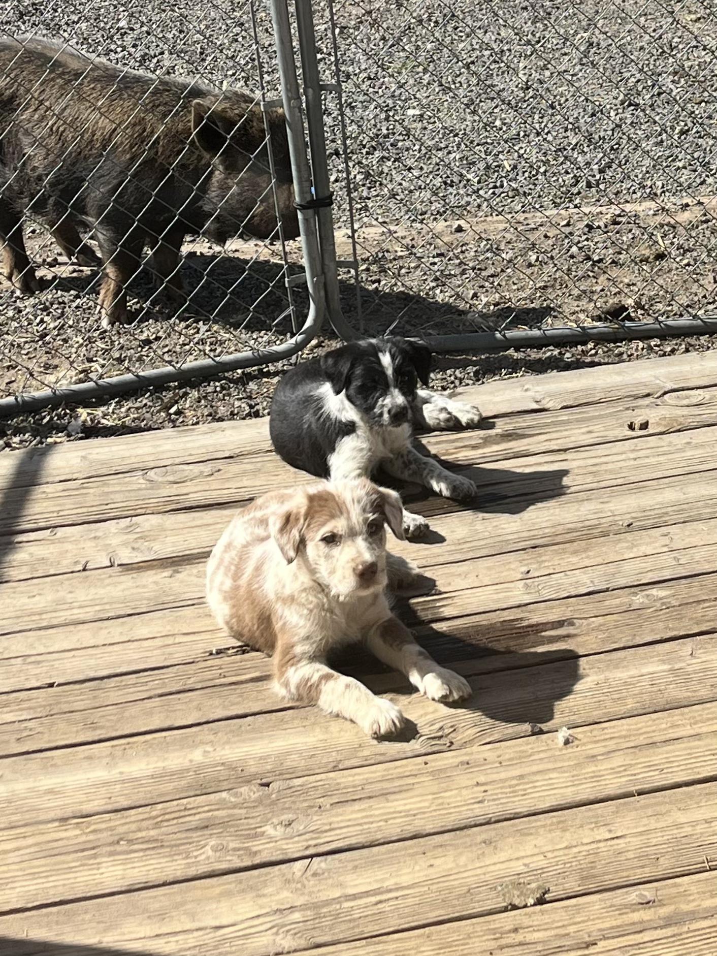 Enlarge Roper, a ADOPTABLE mixed breed in Bend, OR image 3/4