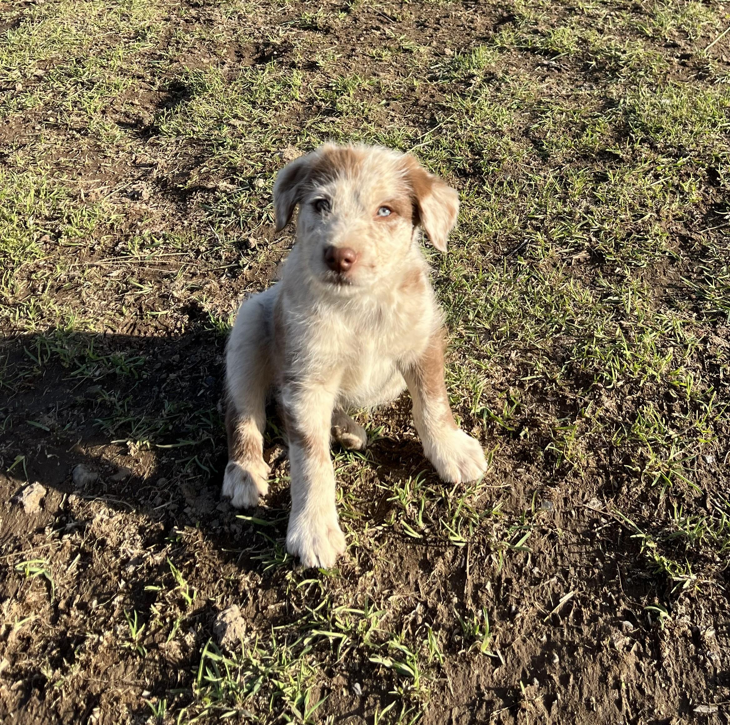 Enlarge Roper, a ADOPTABLE mixed breed in Bend, OR image 2/4