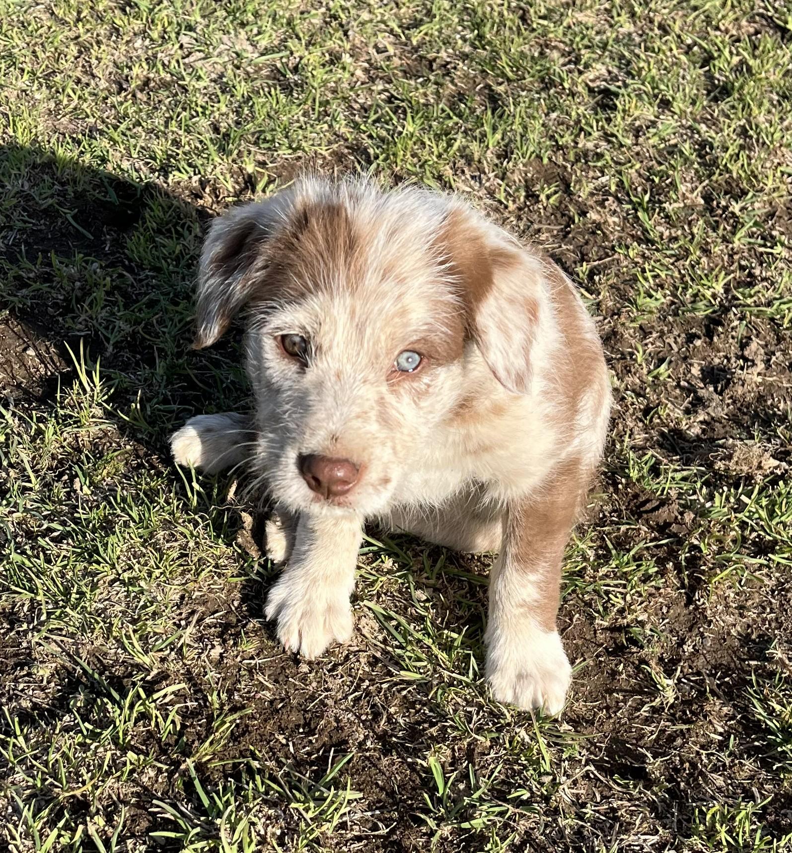 Enlarge Roper, a ADOPTABLE mixed breed in Bend, OR image 1/4
