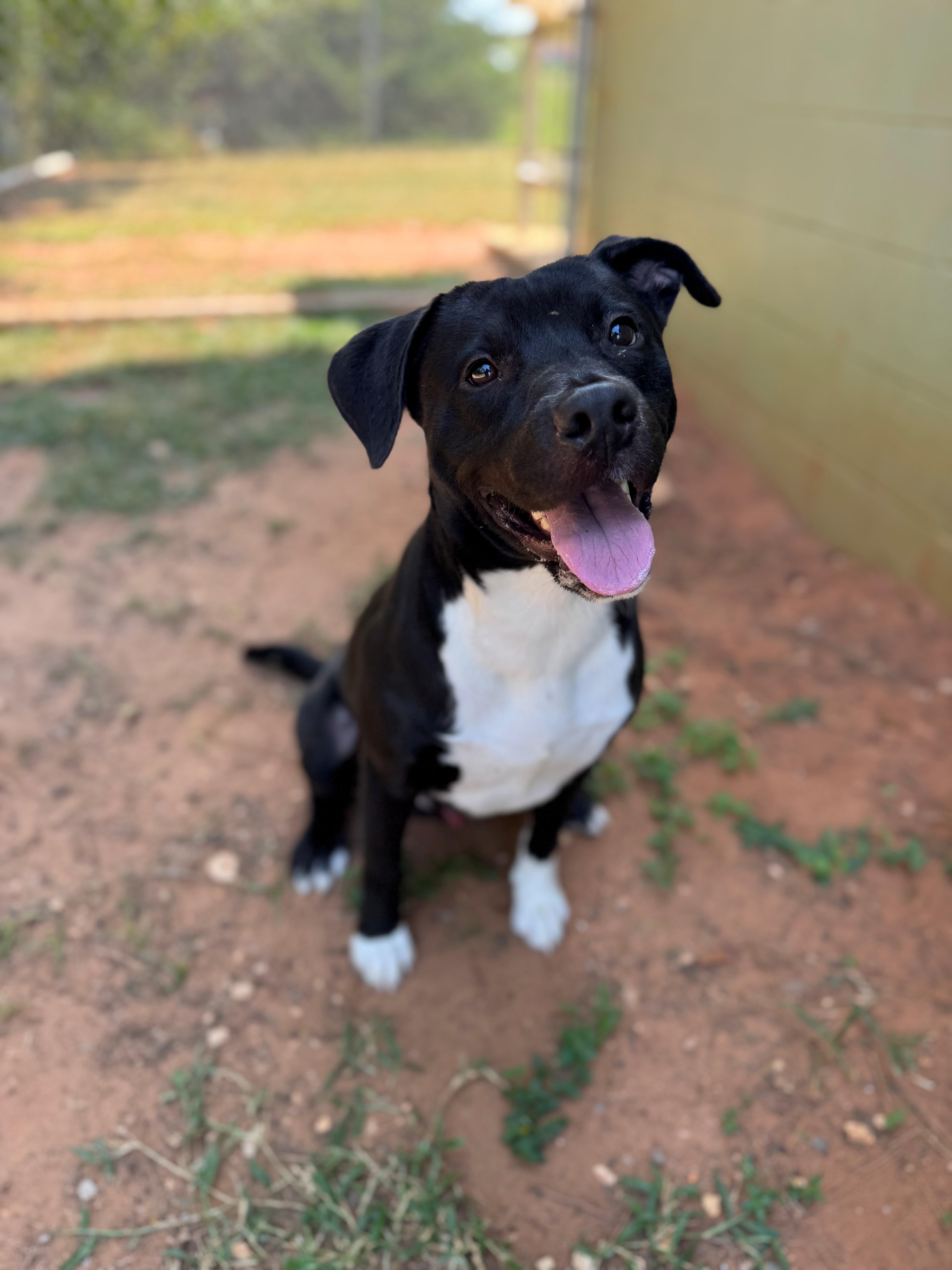 Wayne, Adoptable, Adult Male Mixed Breed.