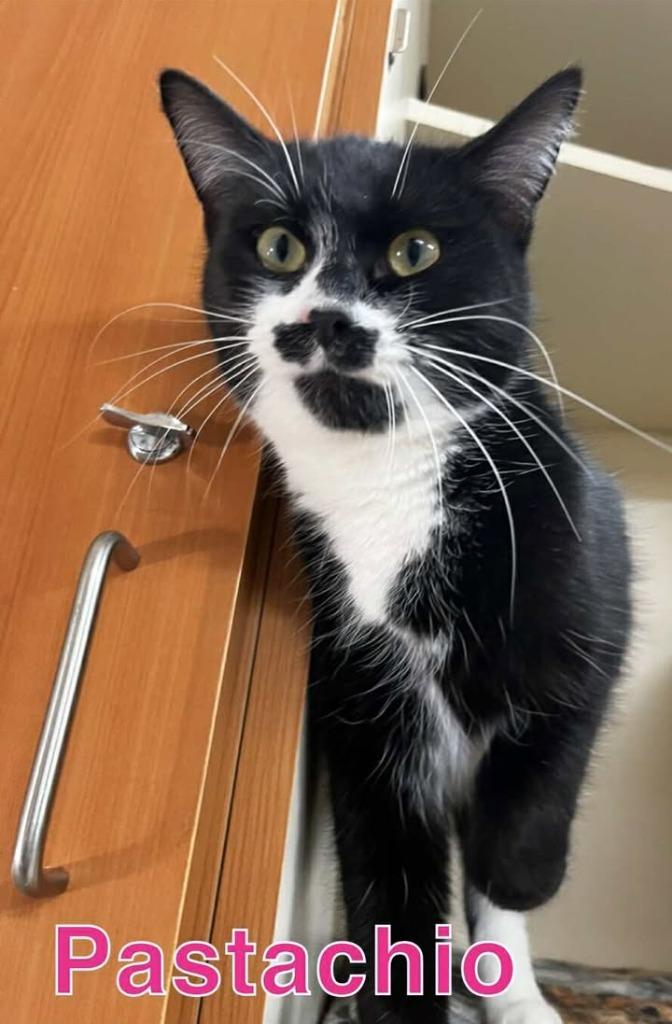 PASTACHIO, Adoptable, Young Female Domestic Short Hair.