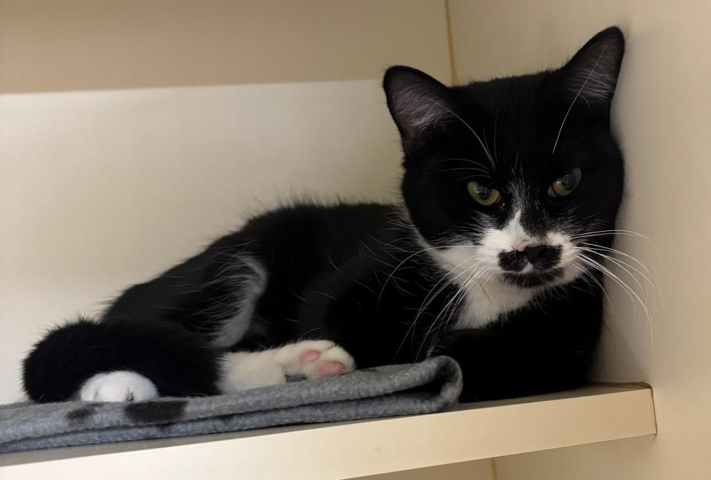 PASTACHIO, Adoptable, Young Female Domestic Short Hair.