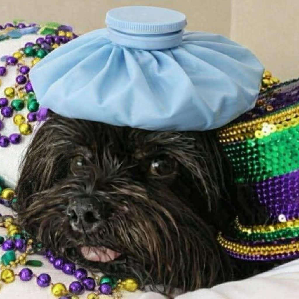 Kavu, a Adoptable Shih Tzu in Gulfport, MS image 1/6