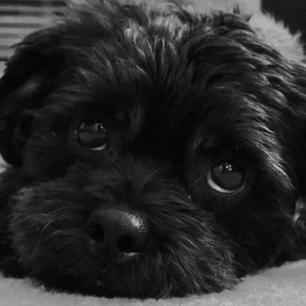 Kavu, a Adoptable Shih Tzu in Gulfport, MS image 2/6