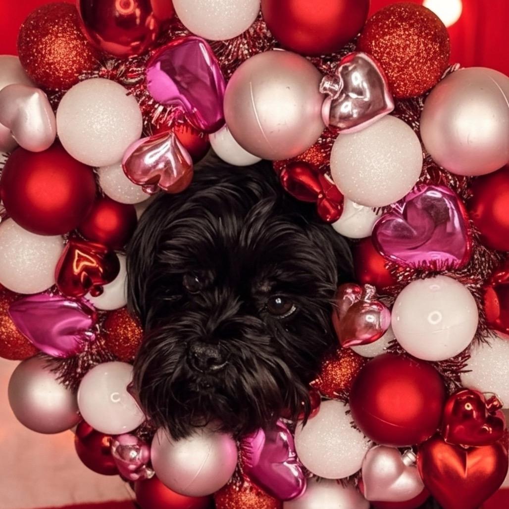 Kavu, a Adoptable Shih Tzu in Gulfport, MS image 5/6