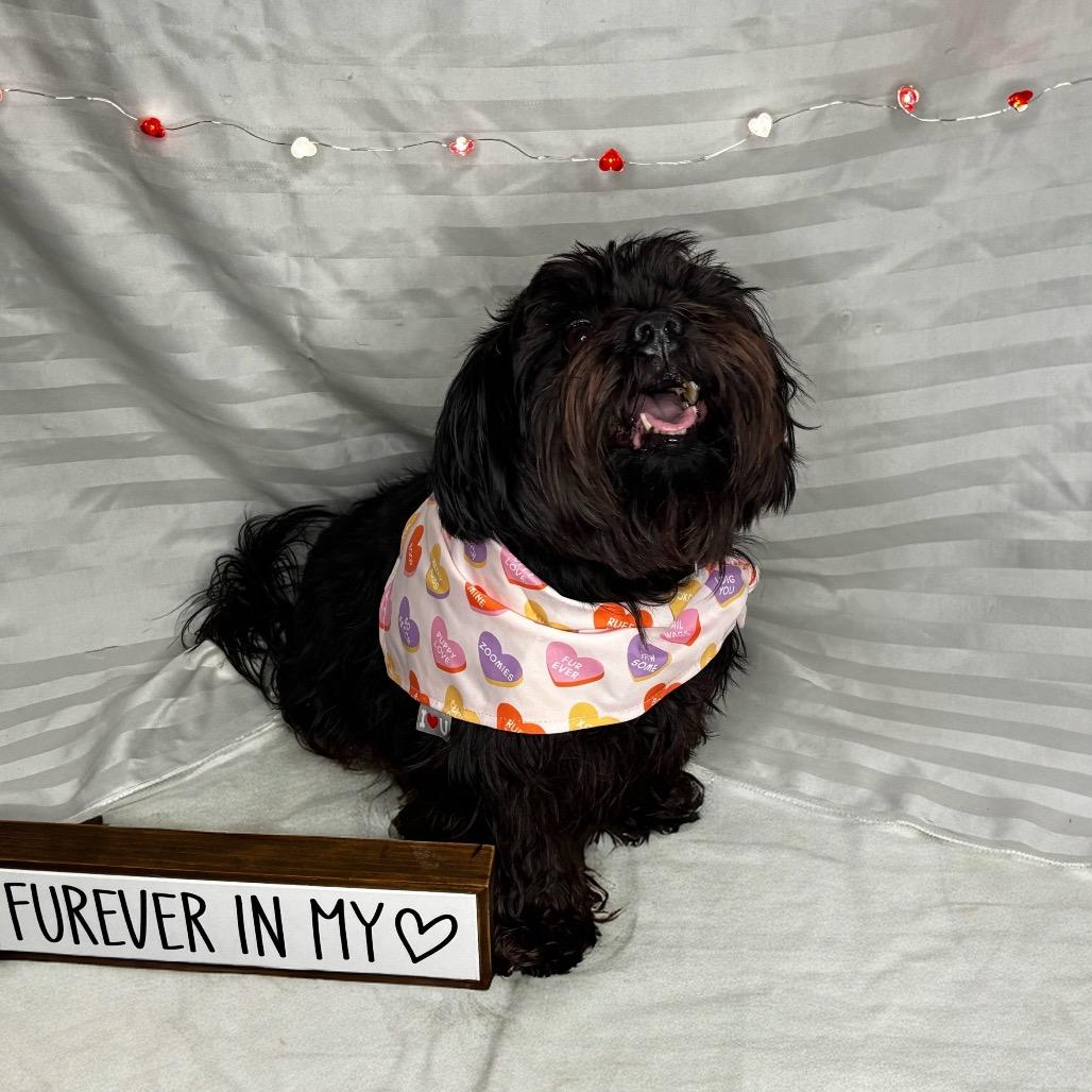 Enlarge Kavu, a Adoptable Shih Tzu in Gulfport, MS image 5/6