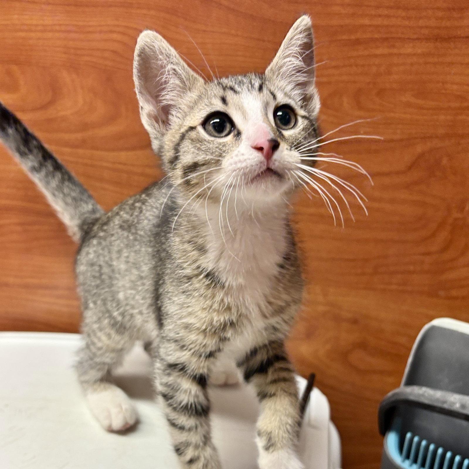 Enlarge Cupid, a Adoptable Domestic Short Hair in Sonora, CA image 1/1