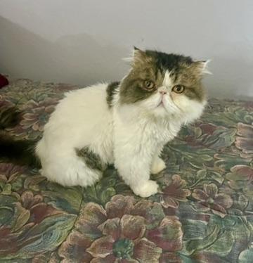 Persian Cat Adoption: Ultimate Guide to Finding Your Fluffy Friend