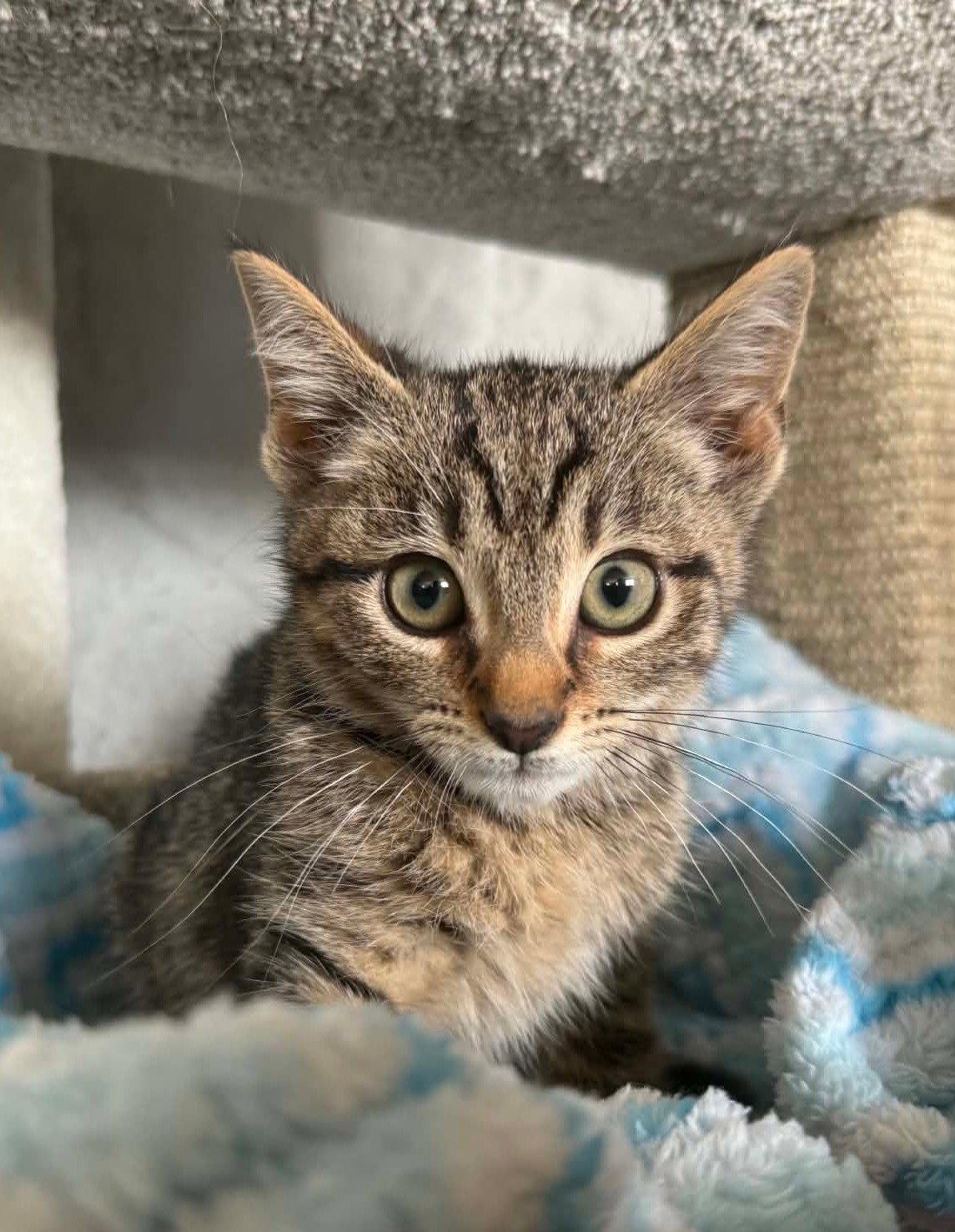 *October, Adoptable, Kitten Male Domestic Short Hair.