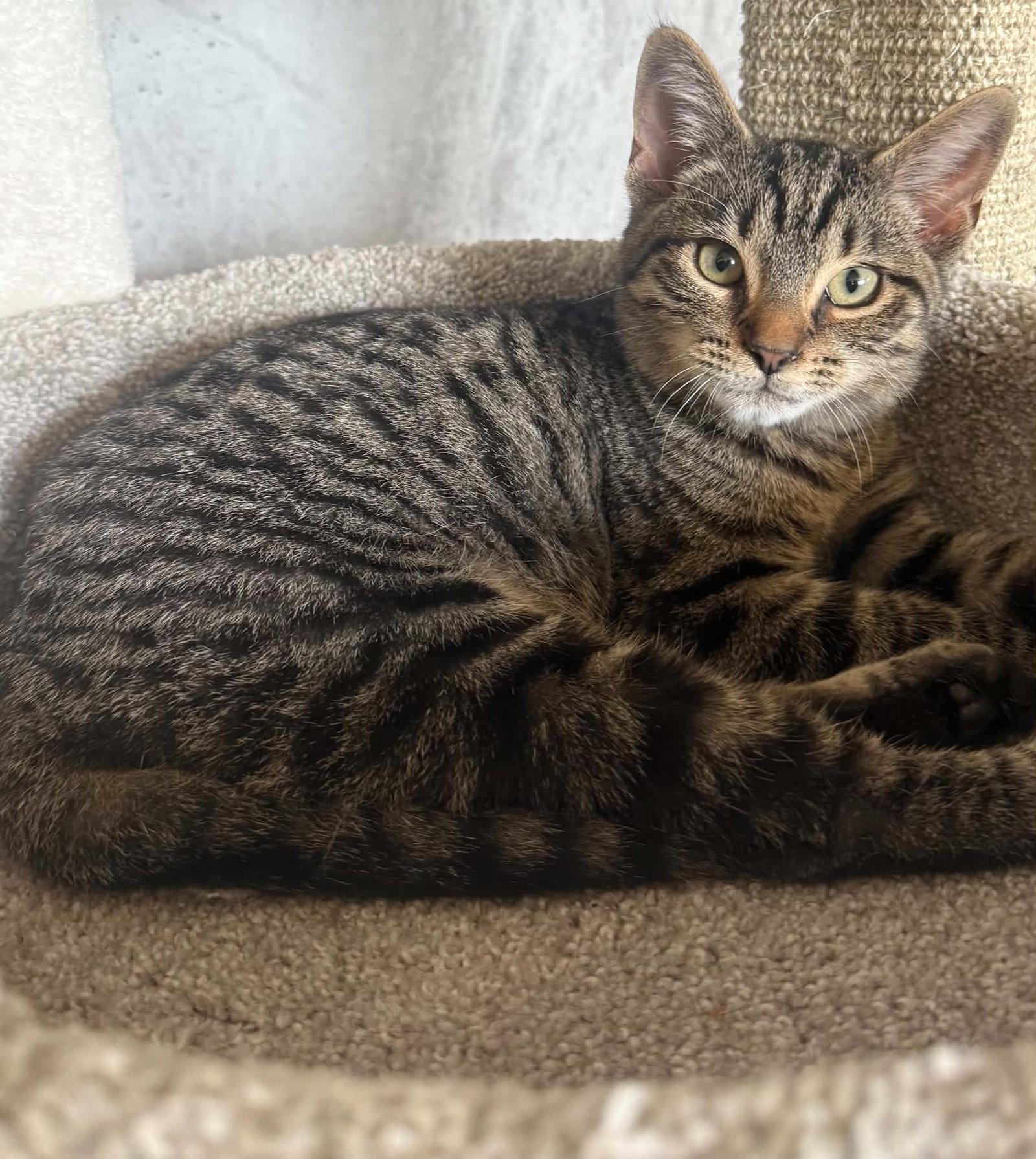 Enlarge *October, a Adoptable Domestic Short Hair in Forest, VA image 2/3
