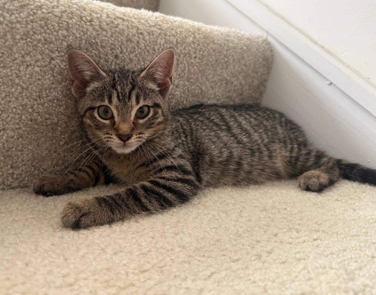 Enlarge *October, a Adoptable Domestic Short Hair in Forest, VA image 3/3