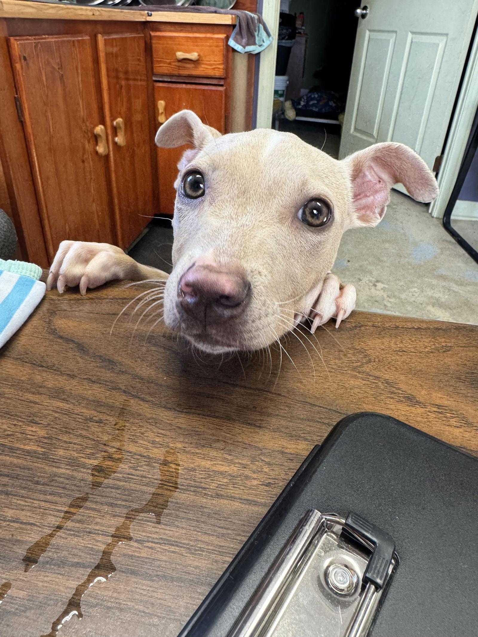 Enlarge Lolly, a Adoptable Pit Bull Terrier in Sparta, TN image 1/2