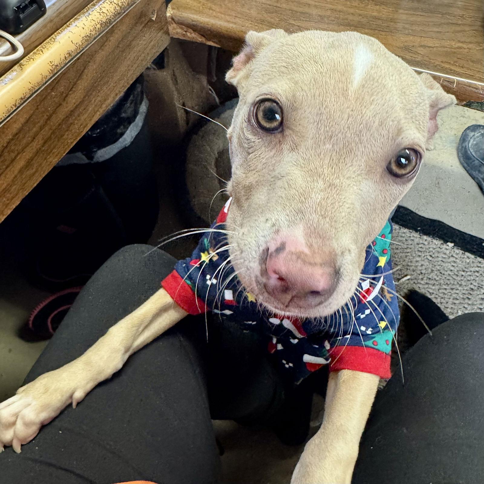 Enlarge Lolly, a Adoptable Pit Bull Terrier in Sparta, TN image 2/2
