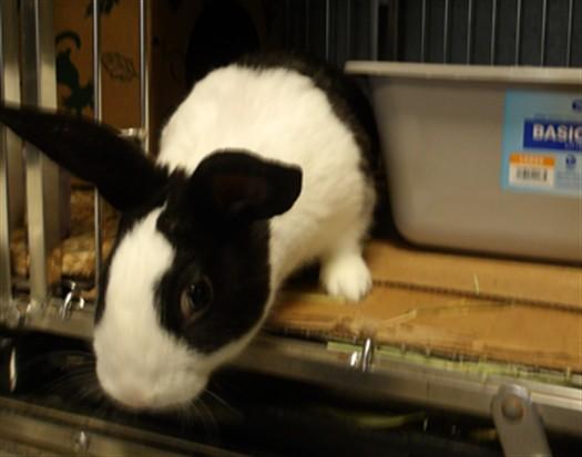 BERT, Adoptable, Young Male American.