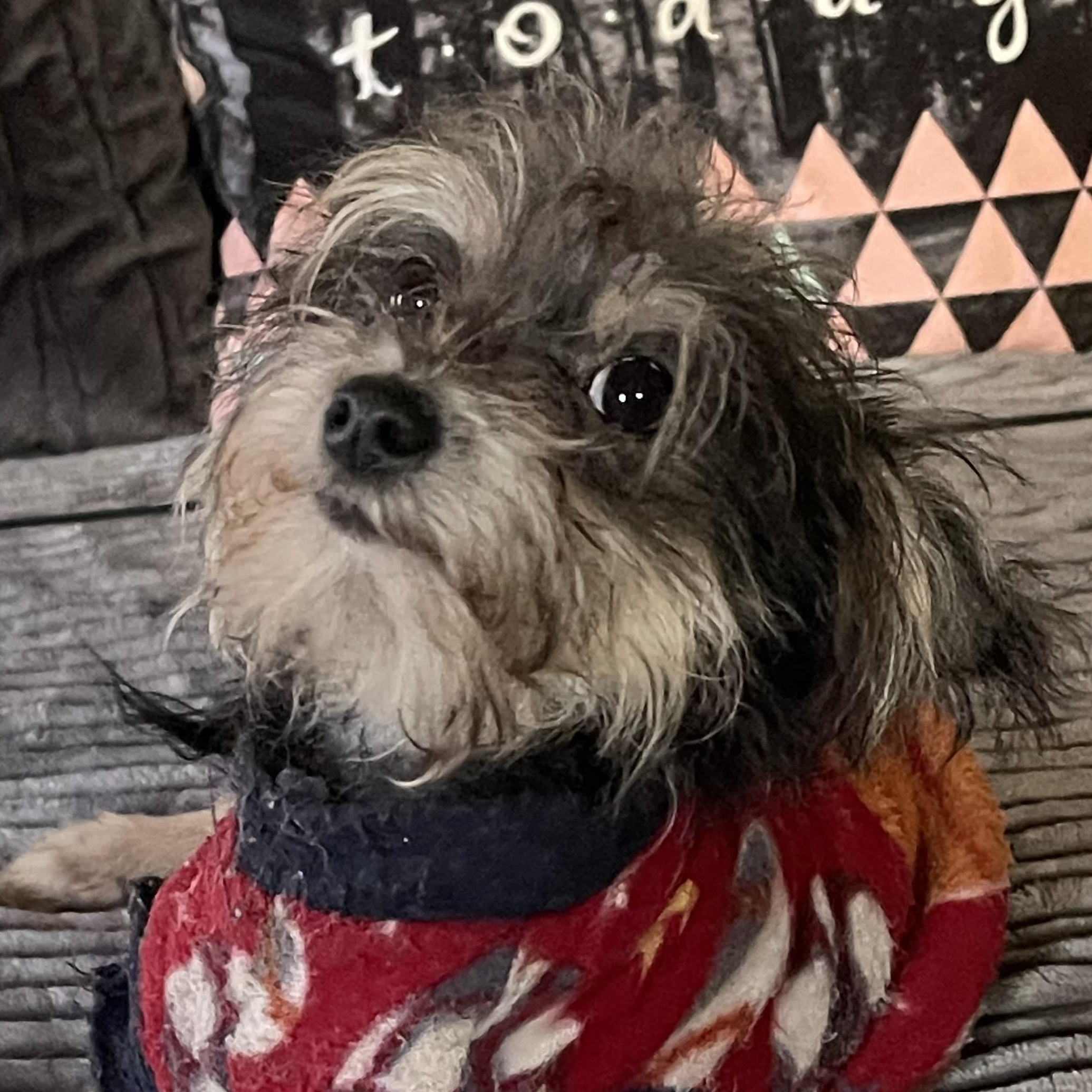 LADY D 4 months old  5 lbs, ADOPTABLE, Puppy Female Yorkie Poo.