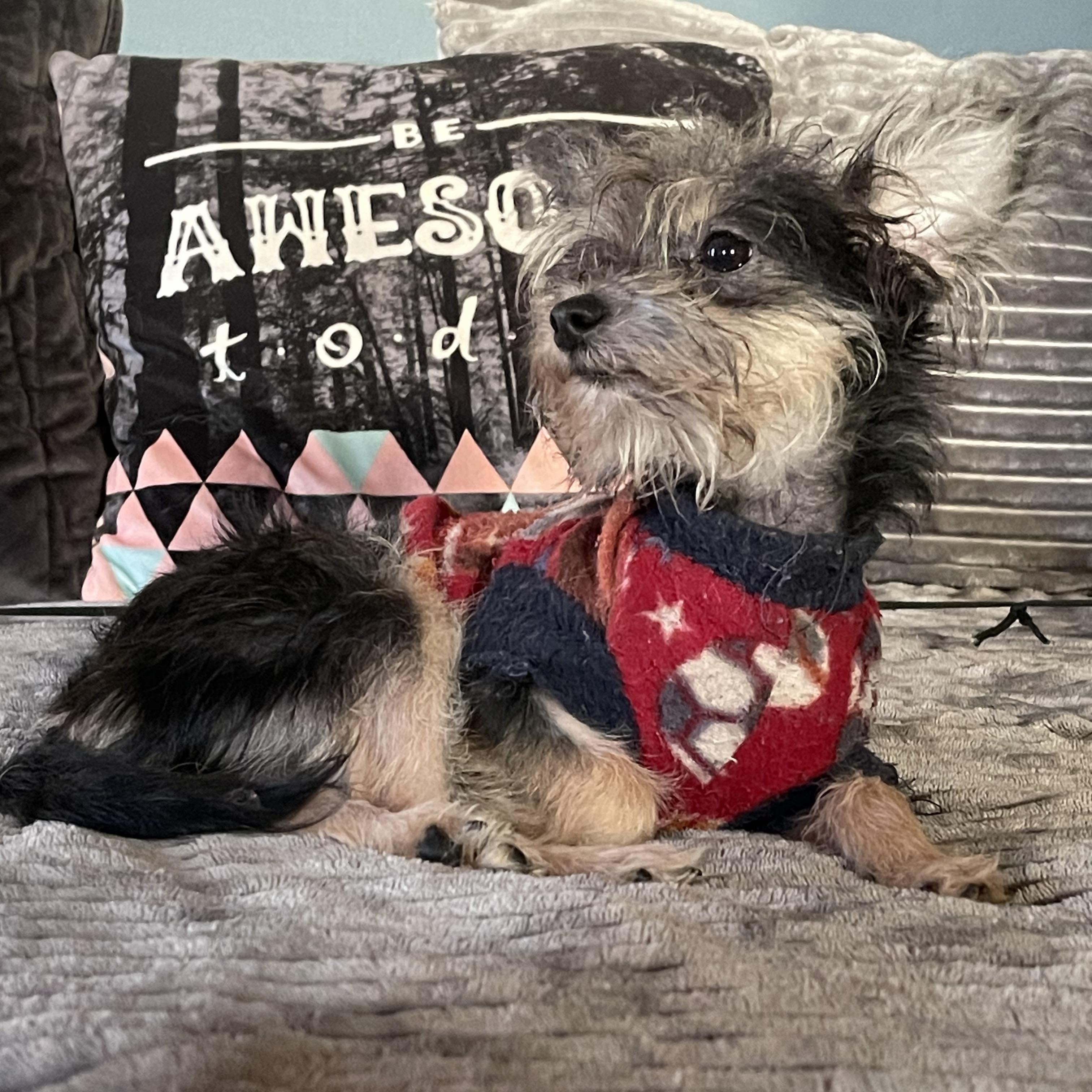 Enlarge LADY D 4 months old  5 lbs, a ADOPTABLE mixed breed in san diego, CA image 4/6