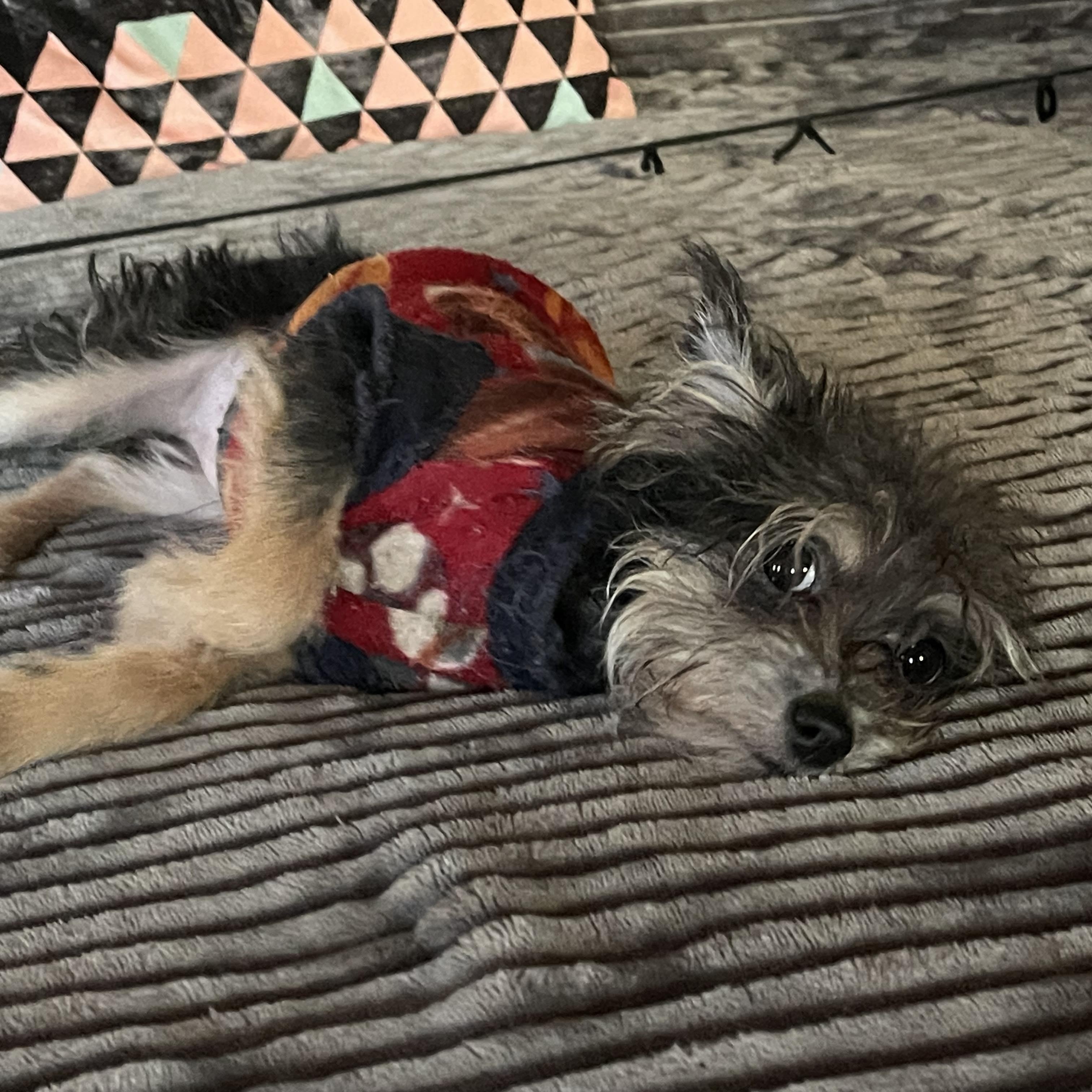 Enlarge LADY D 4 months old  5 lbs, a ADOPTABLE mixed breed in san diego, CA image 5/6