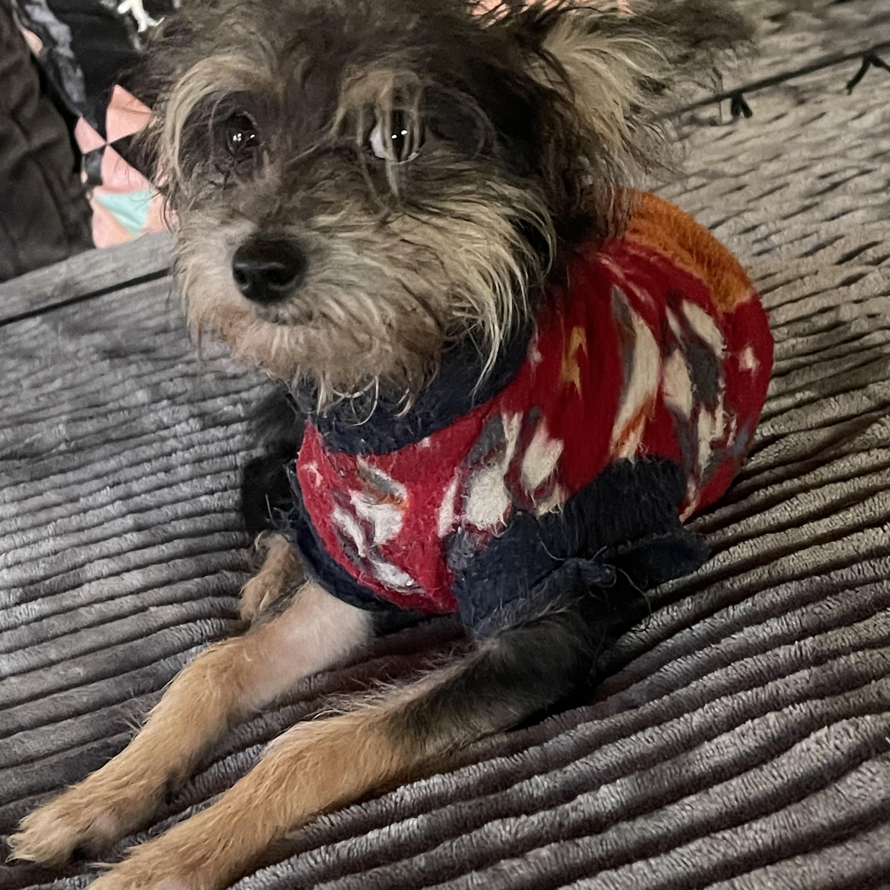 Enlarge LADY D 4 months old  5 lbs, a ADOPTABLE mixed breed in san diego, CA image 3/6