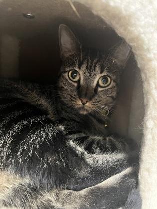 Bunnie, Adoptable, Adult Female Domestic Short Hair & Domestic Short Hair.