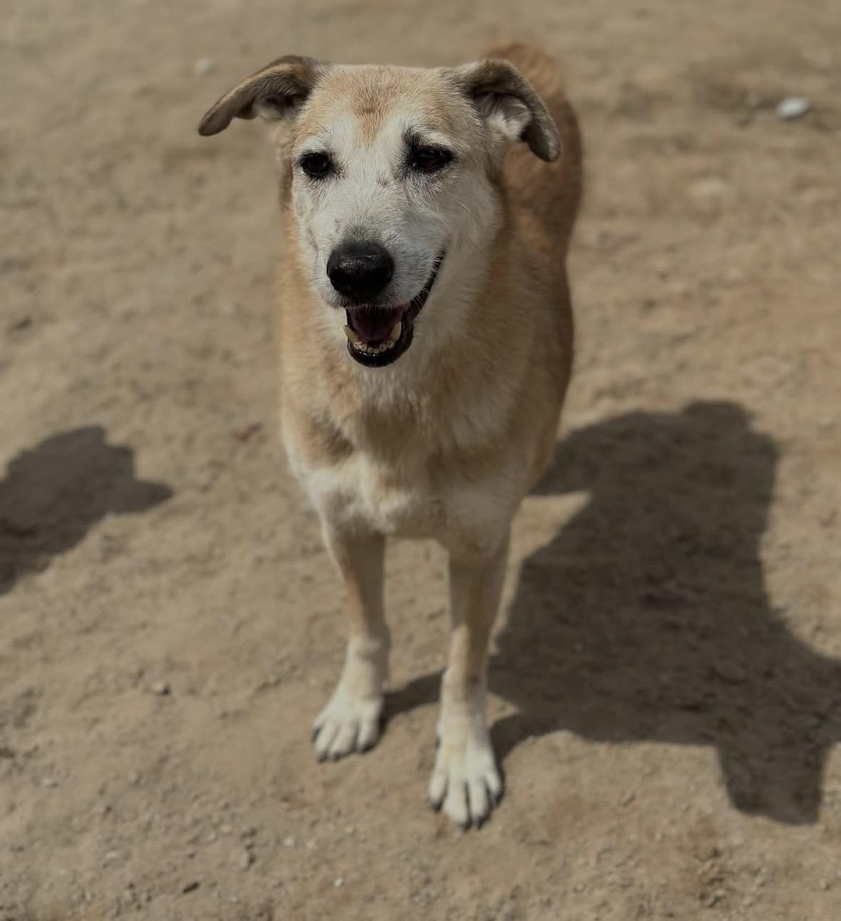 Murphy, a ADOPTABLE mixed breed in Palos Heights, IL image 1/4