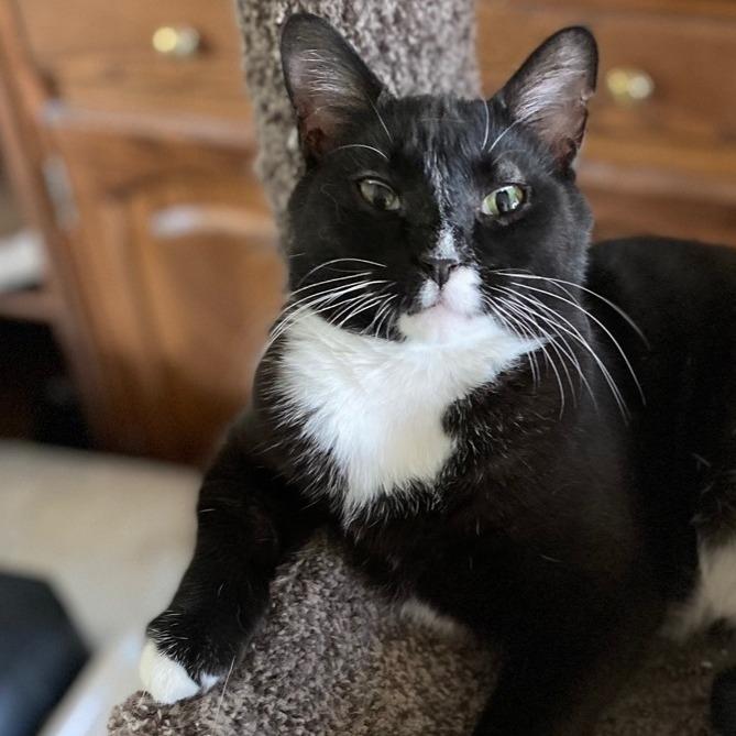 Enlarge Minnie, a Adoptable Domestic Short Hair in Goshen, IN image 1/1