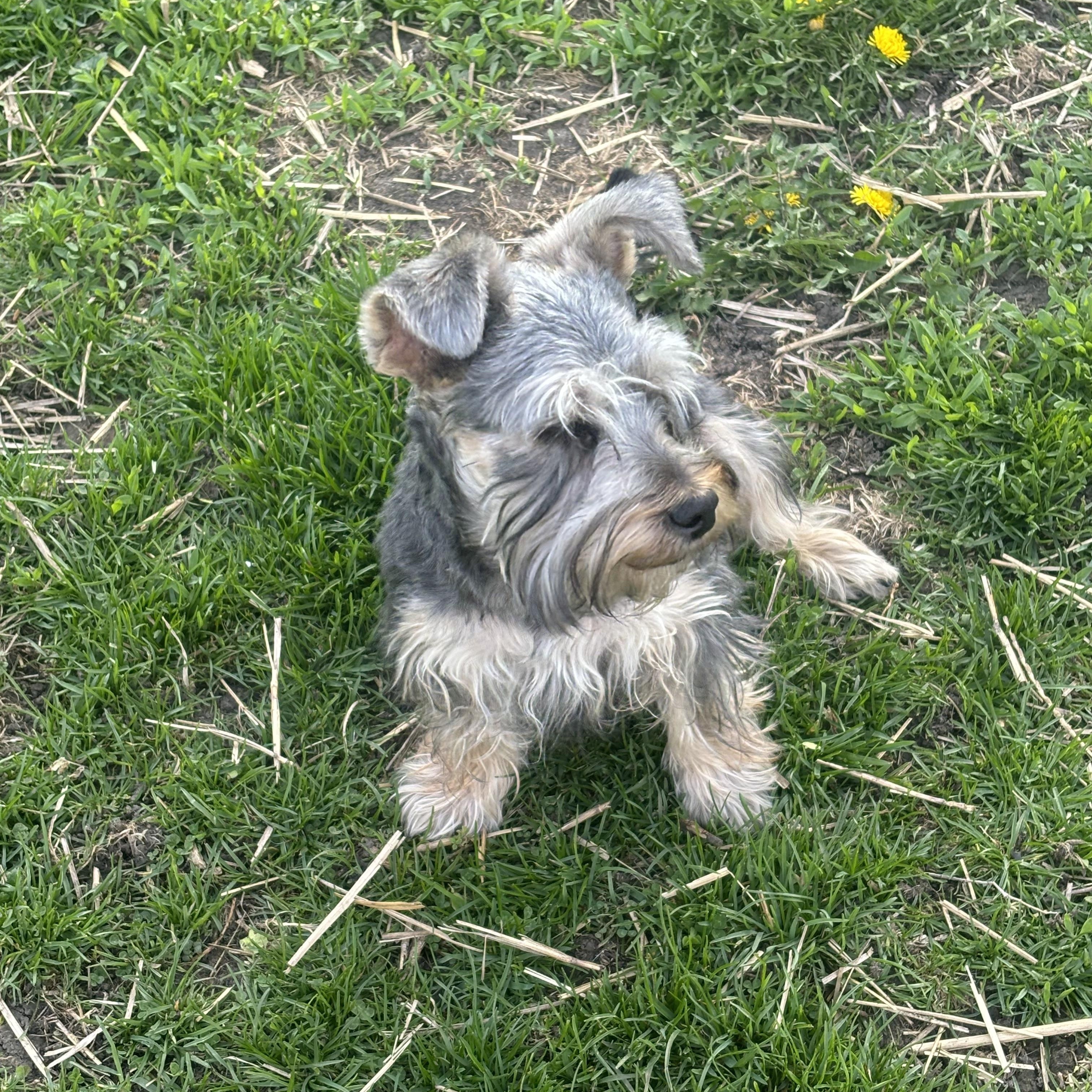 Enlarge Bingo, a Adopted mixed breed in Des Plaines, IL image 1/2