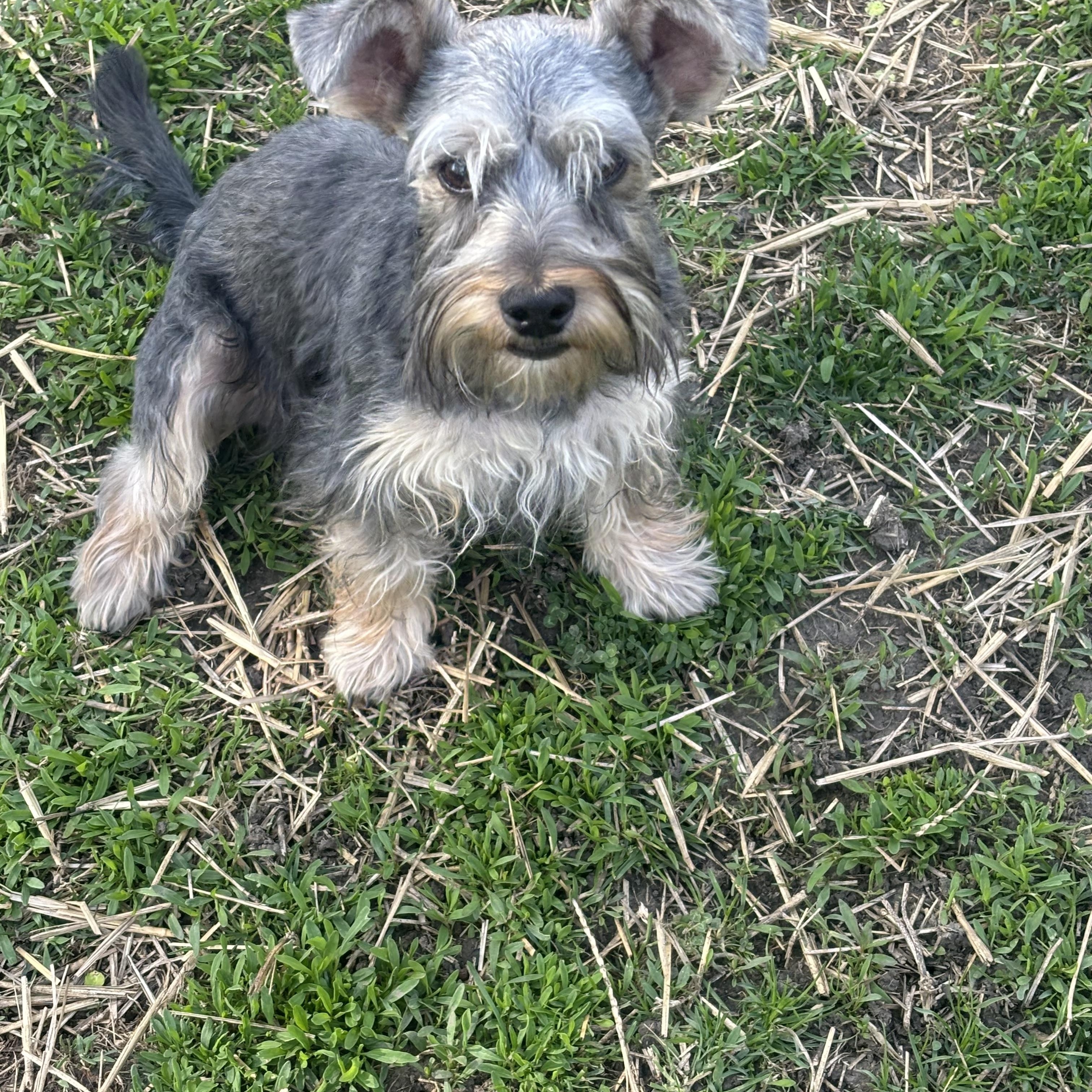 Enlarge Bingo, a Adopted mixed breed in Des Plaines, IL image 2/2