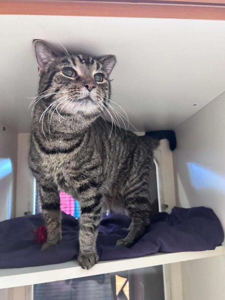 Bobby, Adoptable, Senior Female Domestic Short Hair.