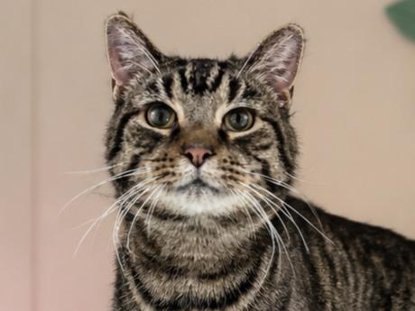 Enlarge Bobby, a Adoptable mixed breed in Sebastian, FL image 3/5