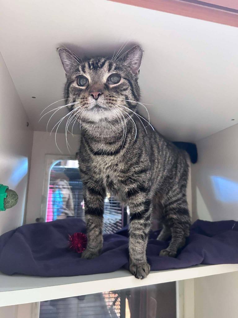 Enlarge Bobby, a Adoptable mixed breed in Sebastian, FL image 4/5