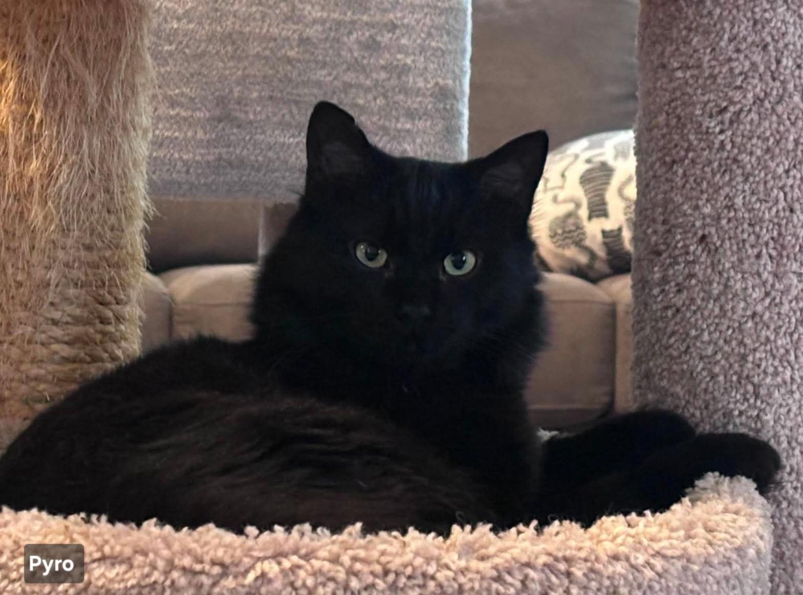 Pyro, ADOPTABLE, Adult Male Domestic Medium Hair.