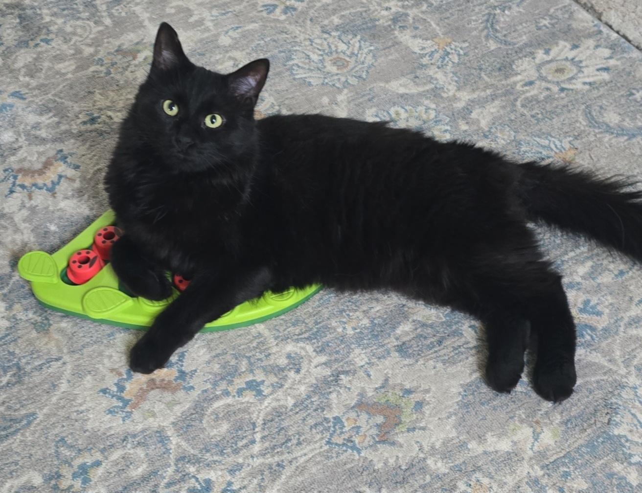 Enlarge Pyro, a ADOPTABLE Domestic Medium Hair in Stevensville, ON image 2/2