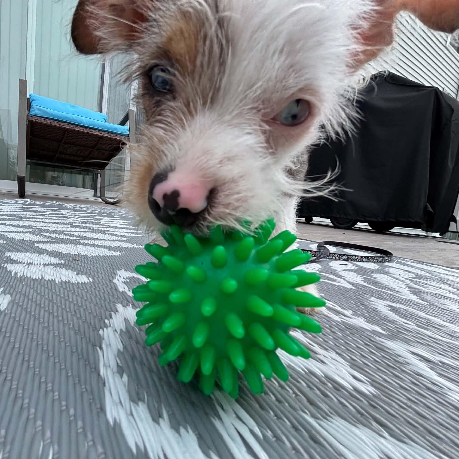 Willy (In Foster), an adopted mixed breed in Minooka, IL image 4/5