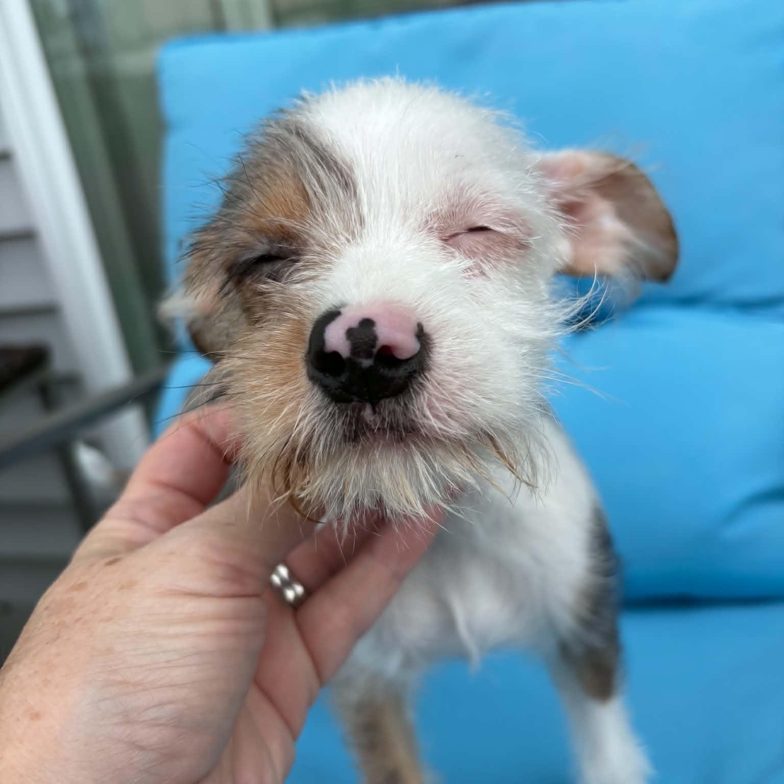 Willy (In Foster), an adopted mixed breed in Minooka, IL image 3/5