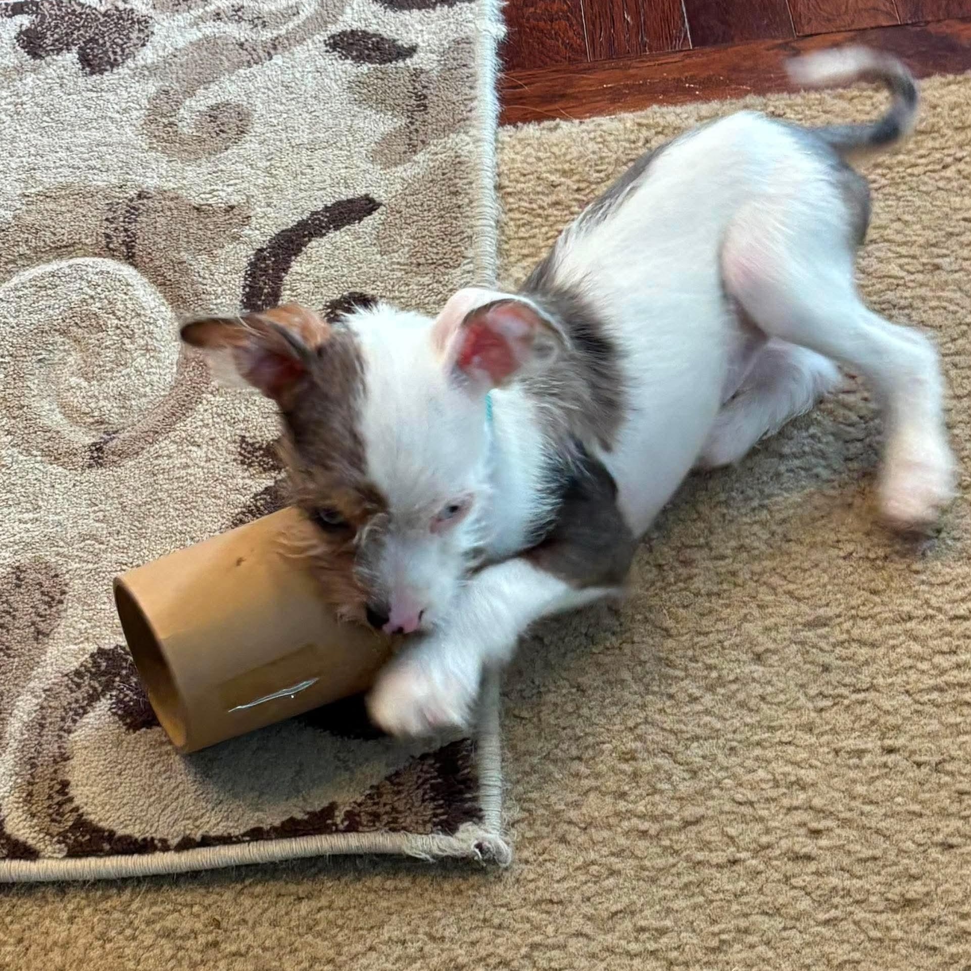 Willy (In Foster), an adopted mixed breed in Minooka, IL image 5/5