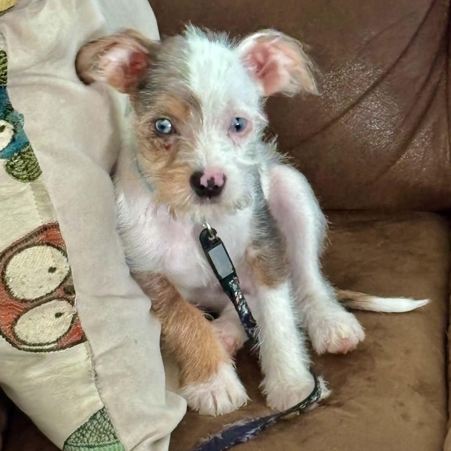 Willy (In Foster), an adopted mixed breed in Minooka, IL image 2/5