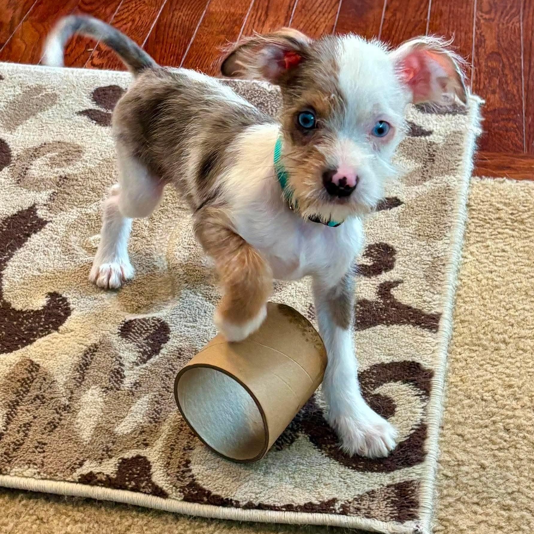 Willy (In Foster), adopted, Puppy Male Yorkshire Terrier.