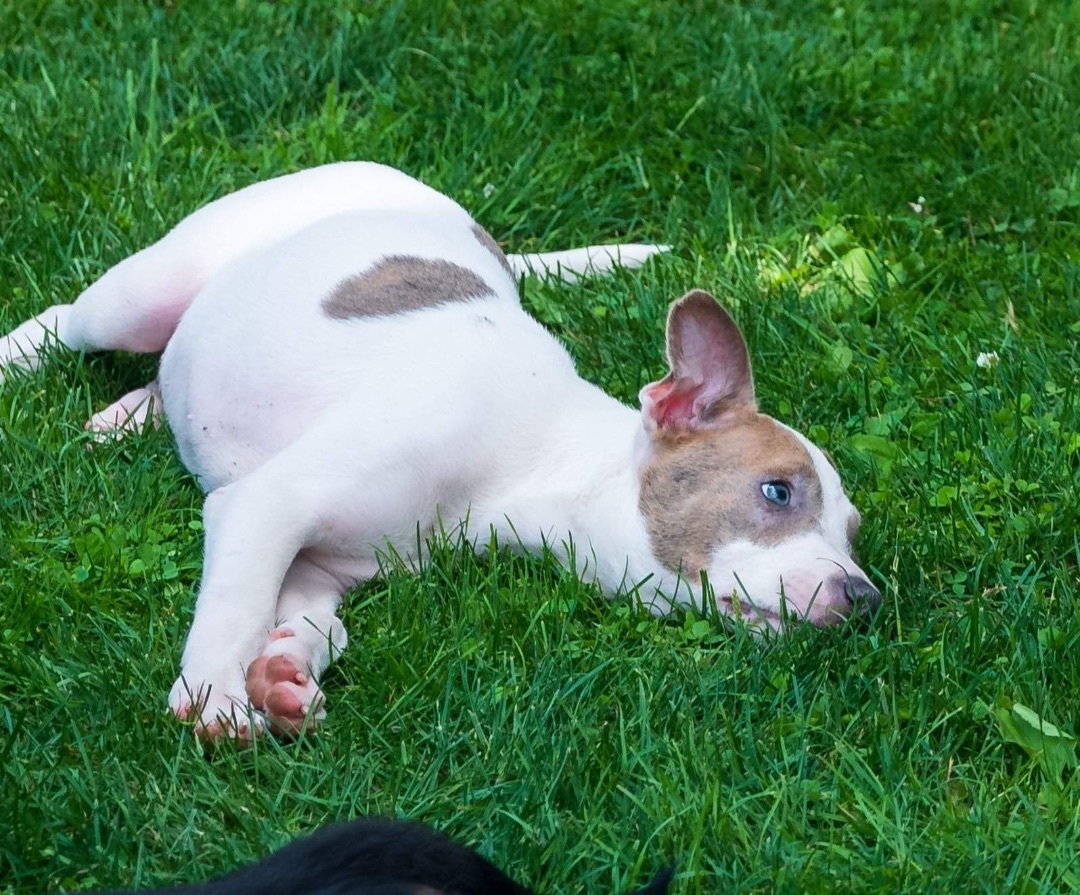 Enlarge Doji, a Adopted mixed breed in Phillipsburg, NJ image 1/4