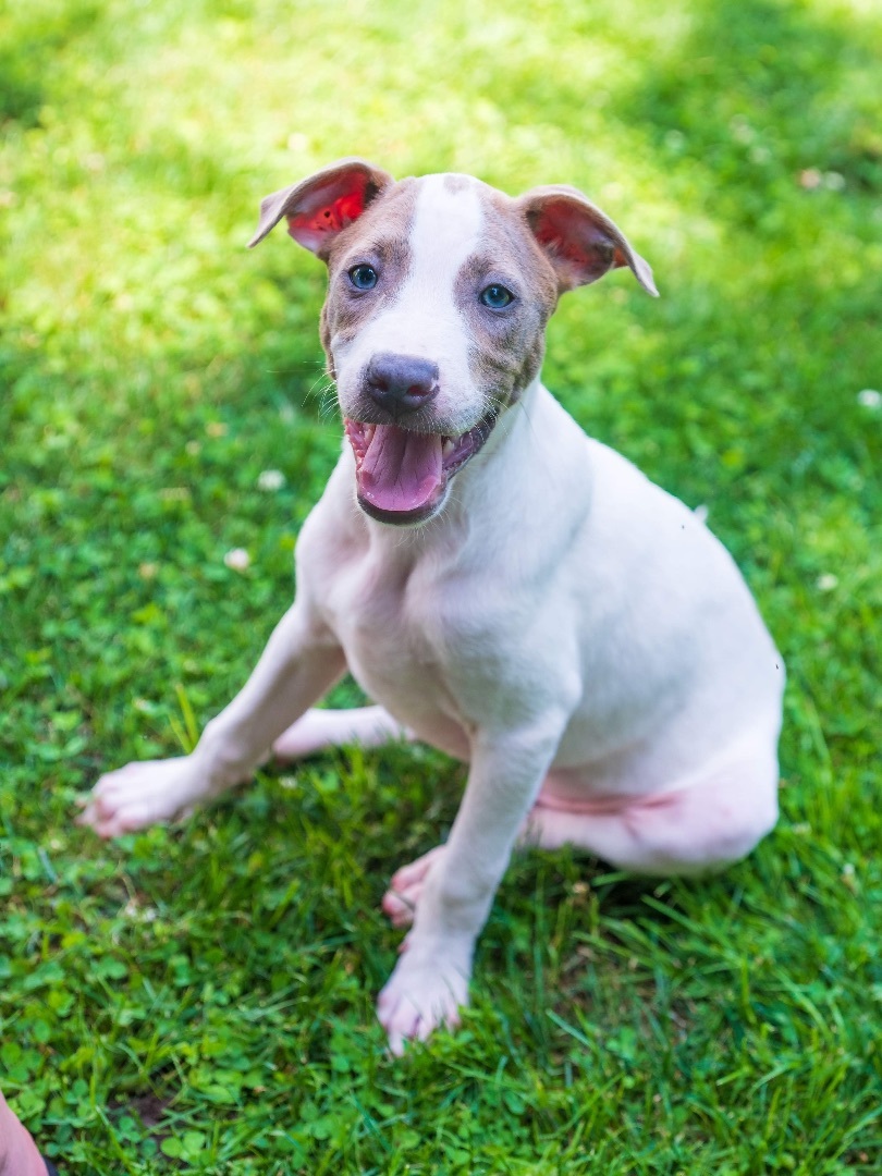 Enlarge Doji, a Adopted mixed breed in Phillipsburg, NJ image 2/4