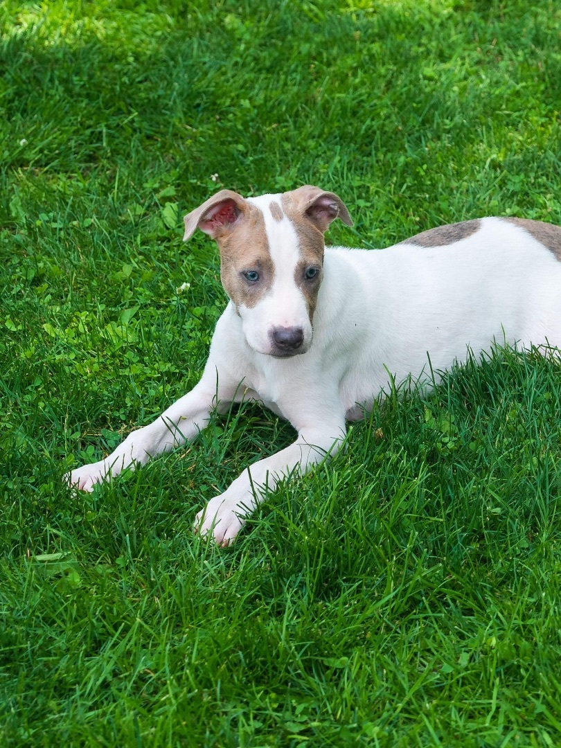 Enlarge Doji, a Adopted mixed breed in Phillipsburg, NJ image 3/4
